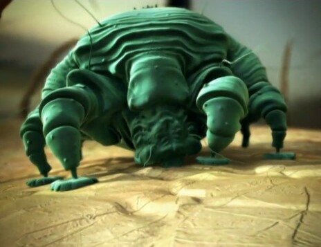 animalplanet